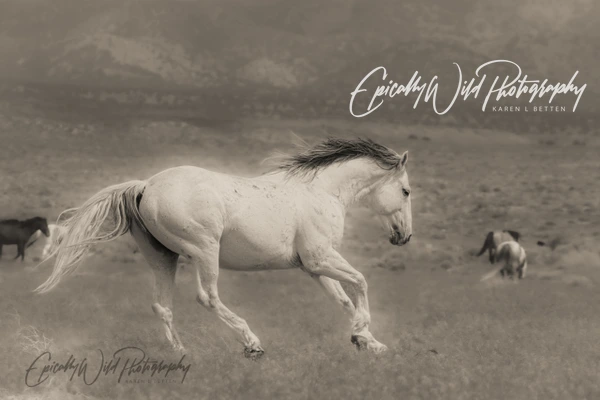 A white horse galloping gracefully across a vast plain in a monochrome setting.