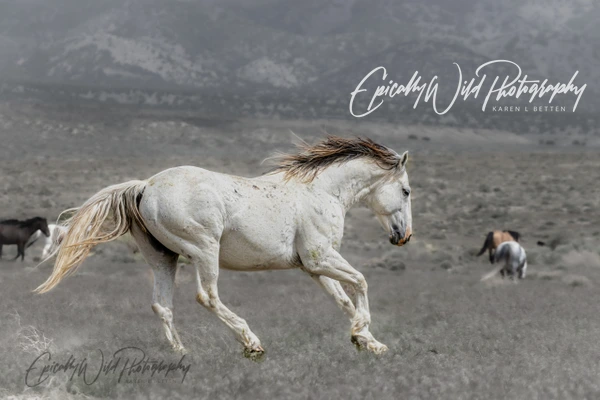 Epically Wild Photography