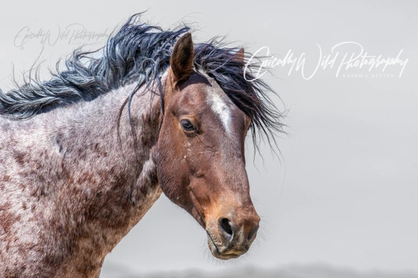 Epically Wild Photography