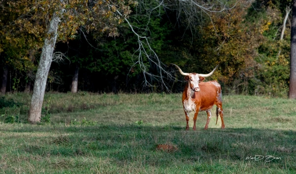 A longhorn cow stands in a green pasture surrounded by autumn trees.