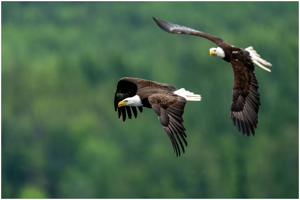 The Chase