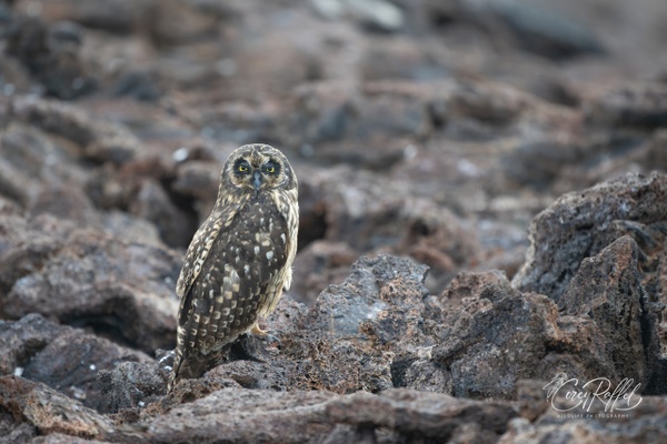 A Short-eared Owl on Dark Volcanic Rock - Owls - Corey Raffel