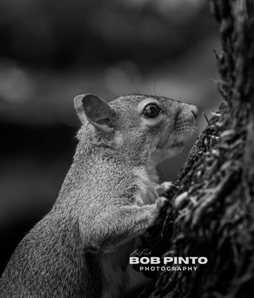 DSC_2381 - Black &amp; White - Bob Pinto
