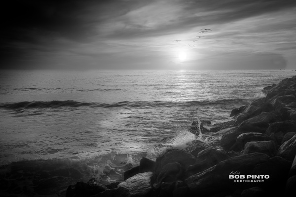 DSC_4503 - Black &amp; White - Bob Pinto