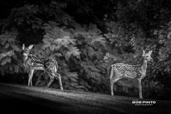 DSC_3432 - Black &amp; White - Bob Pinto