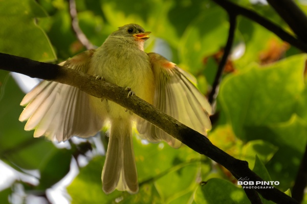 DSC_2740 - Wildlife - Bob Pinto
