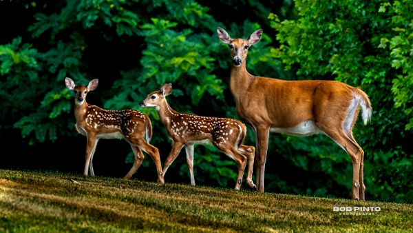 DSC_3438 - Wildlife - Bob Pinto