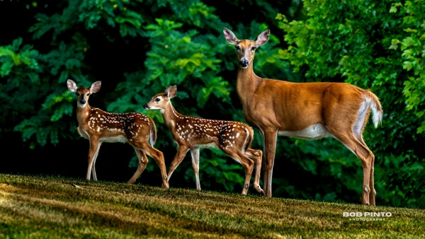 Doe walking with two spotted fawns across a grassy clearing beside dense green forest foliage