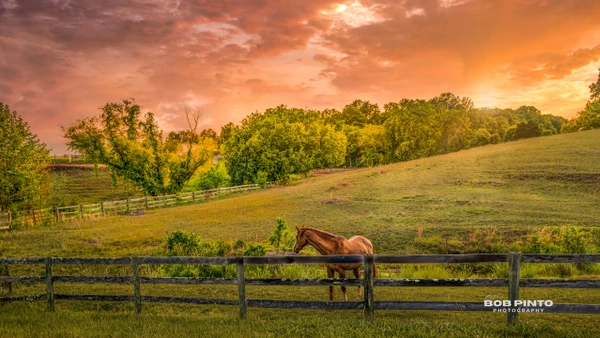 Chestnut horse behind a wooden fence in a rolling pasture beneath a glowing orange sunset sky.