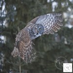 Great Grey Owl Tour