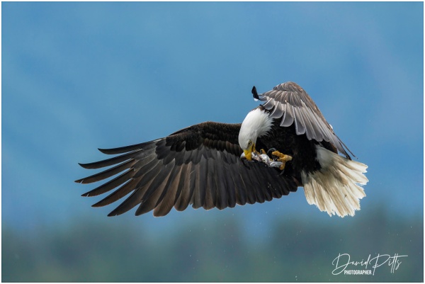 SA209726.jpg - Portfolio - David Pitts Photographer