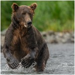 2023-08 Alaska Bears