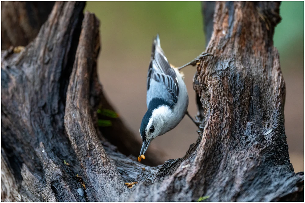 White-breasted Nuthatch