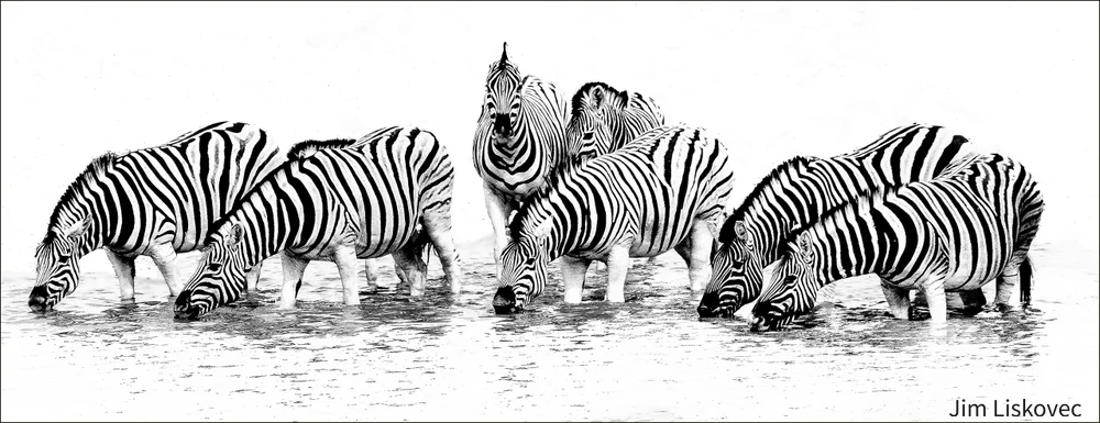 Majestic Zebras Drinking at Waterhole in Etosha National Park