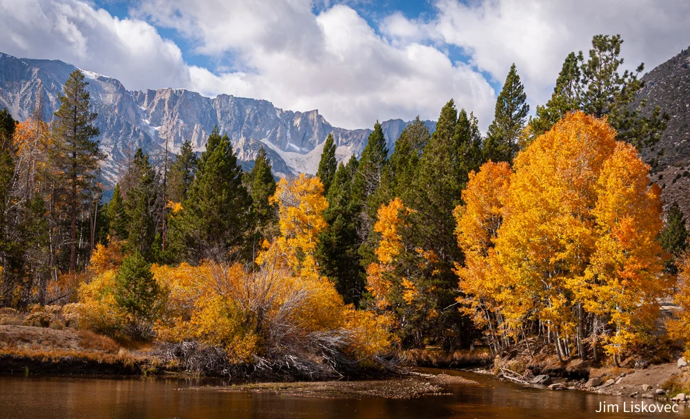 Vibrant Autumn Aspens at Lee Vining Creek, Sierra Nevada