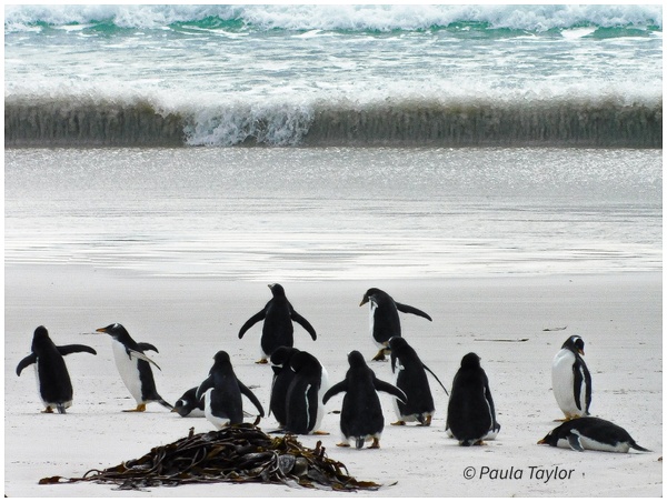 Surfs Up! - Gentoo Penguins, Falkland Islands - Wildlife - Paula Taylor Photography