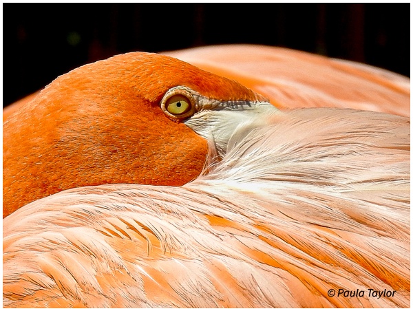 Flamingo "I see you" - Wildlife - Paula Taylor Photography