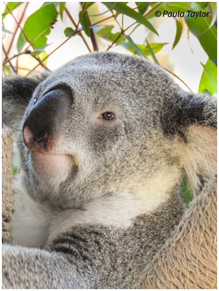 Cuddly Koala - Wildlife - Paula Taylor Photography 