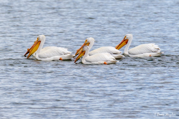 White Pelicans - Waterbirds - Rising Moon NW Photography  