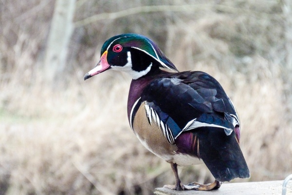 Wood Duck - Waterbirds - Rising Moon NW Photography 