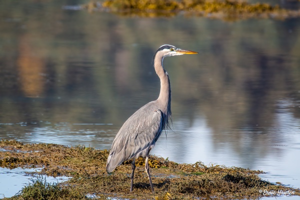 The Mighty Heron on the Hunt - Herons - Rising Moon NW Photography 
