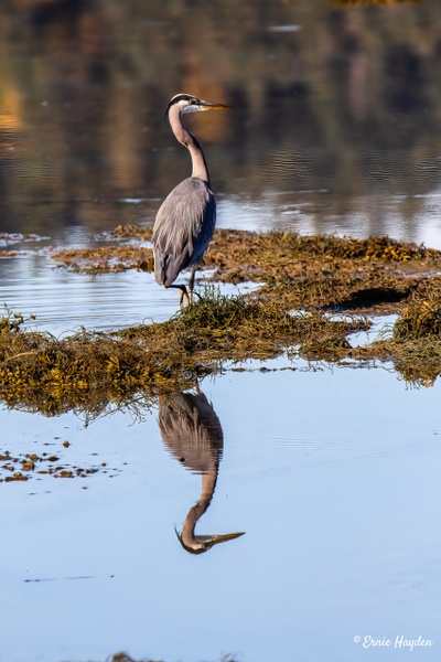 Heron and reflections on Fidalgo Bay - Herons - Rising Moon NW Photography  