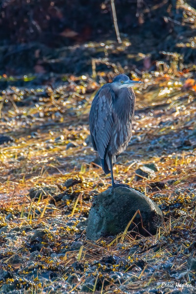 Heron on the Rocks - Herons - Rising Moon NW Photography  