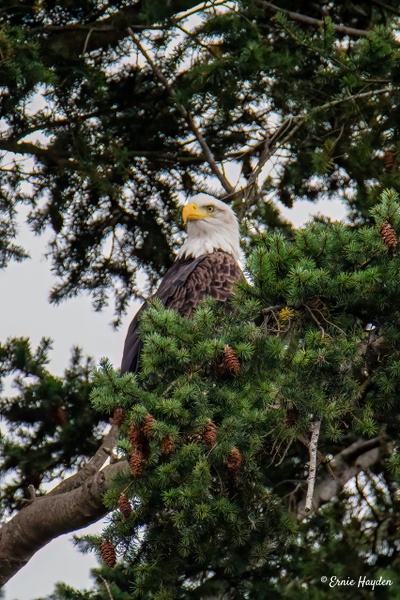 On the Lookout - Eagles &amp; Raptors - Rising Moon NW Photography
