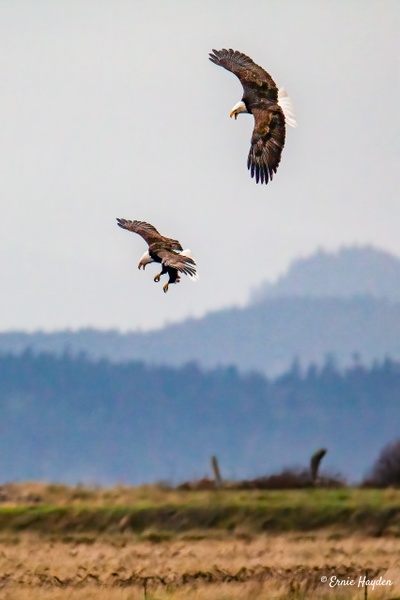 Acrobatic Eagles - Eagles &amp; Raptors - Rising Moon NW Photography