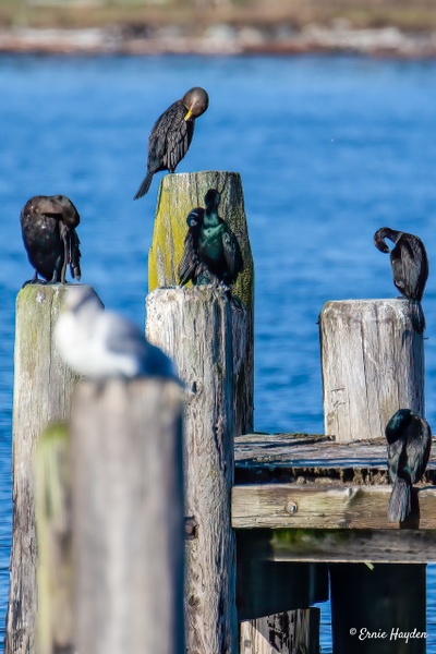 Sleeping Cormorants ZZZZZZ - Waterbirds - RisingMoonNW