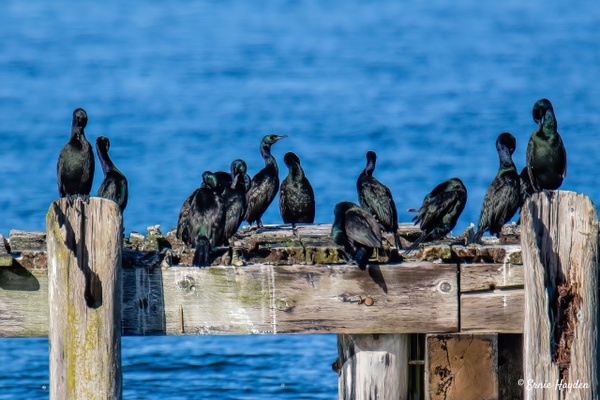 Cormorants Sunning Themselves - Waterbirds - RisingMoonNW