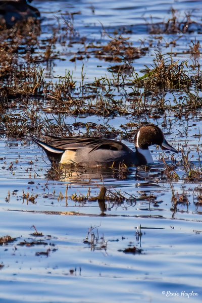 Northern Pintail - Waterbirds - Rising Moon NW Photography  