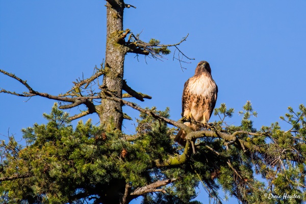 Hawk Standing Watch - Eagles & Raptors - Rising Moon NW Photography