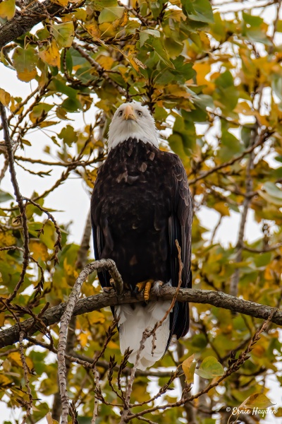Eagle Stare Down - Eagles & Raptors - Rising Moon NW Photography 