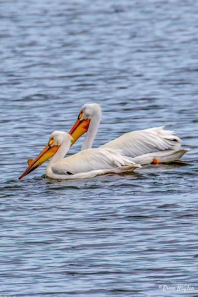 White Pelicans - 2 - Waterbirds - RisingMoonNW 