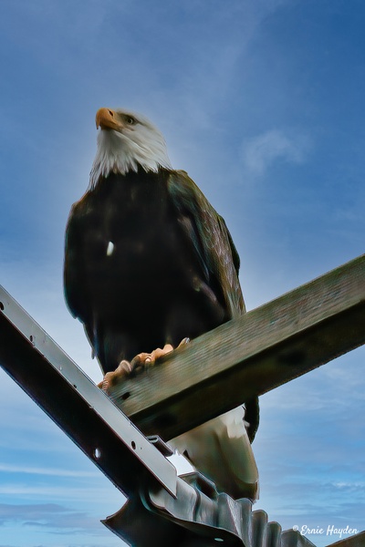 Handsome Eagle Standing Watch - Eagles & Raptors - Rising Moon NW Photography