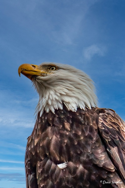 Very Handsome Eagle - Eagles - RisingMoonNW