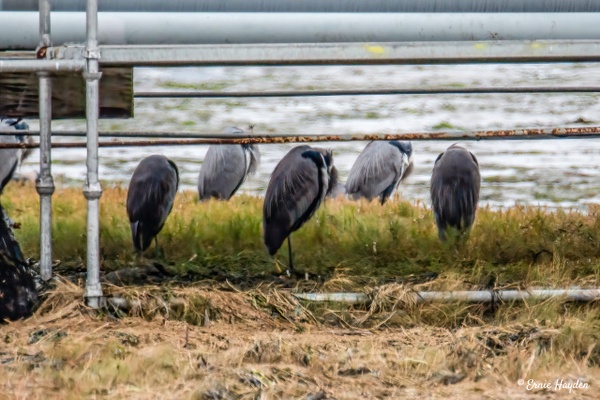 Herons Hunkered Down Under an Oil Pipeline - Herons - Rising Moon NW Photography 