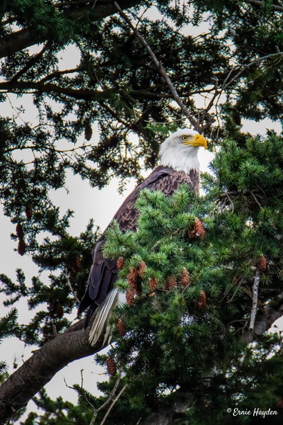 Strong Eagle - Eagles & Raptors - Rising Moon NW Photography 
