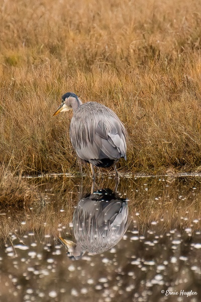 Heron in the Marsh (2) - Herons - Rising Moon NW Photography 