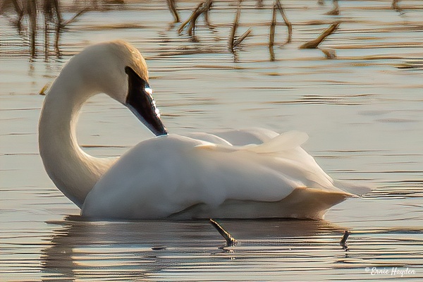Trumpeter Swan - Waterbirds - RisingMoonNW