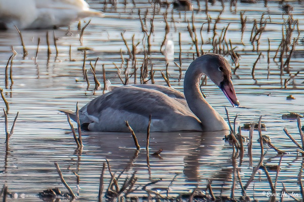 Trumpeter Swan Juvenile - Waterbirds - RisingMoonNW 