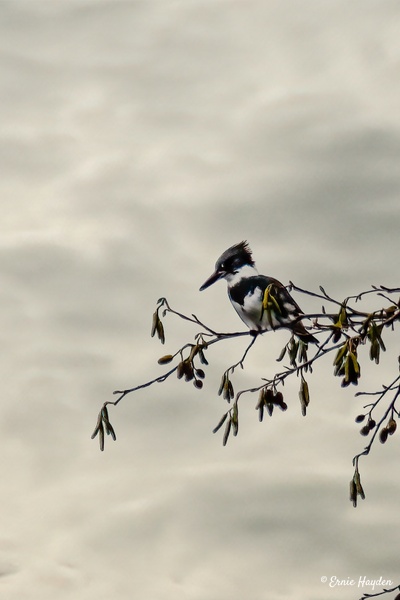 Male Kingfisher - Waterbirds - RisingMoonNW