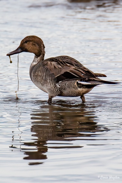 Female Pintail - Waterbirds - RisingMoonNW 