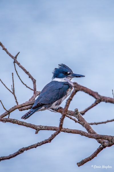 The Elusive Kingfisher - Waterbirds - RisingMoonNW