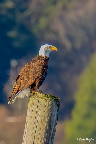 Ready to Eat - Eagles &amp; Raptors - Rising Moon NW Photography 