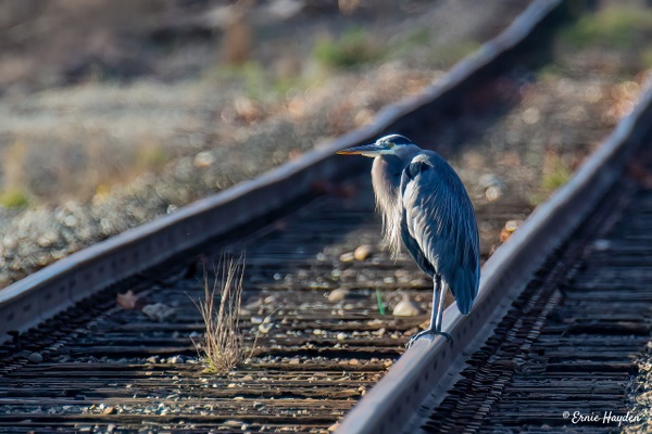 Waiting for the Next Train - Herons - Rising Moon NW Photography  