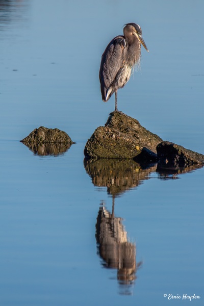 Heron and Reflection - Fidalgo Bay - Herons - RisingMoonNW