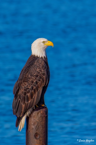Eagle Searching for Food - Fidalgo Bay - Eagles - RisingMoonNW 