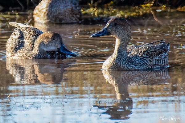Northern Pintails - Females - Waterbirds - Rising Moon NW Photography 